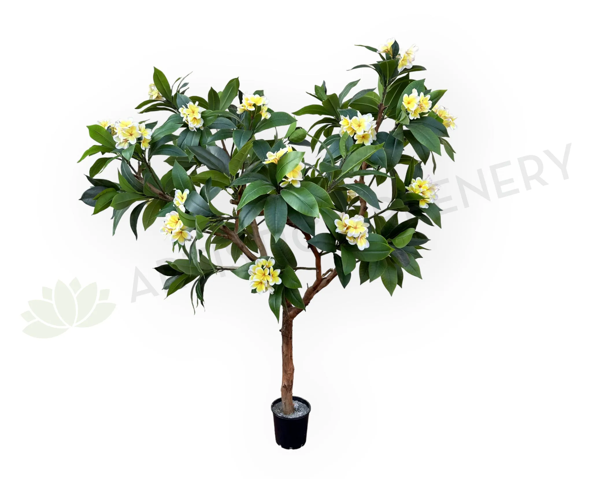 CT009B Frangipani Tree 185cm Tall