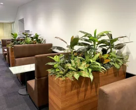 Edith Cowan University (ECU) Joondalup - Building 19 Lobby area- Artificial Plants for Built-in Cabinets / Planters